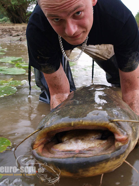  огромный сом